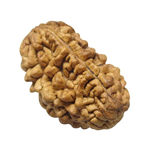 Rudraksha 1 and 2 Mukhi Indian RUDRAKSHA 100% Original & Certified RUDRAKSHA by Arihant Gems and Jewels