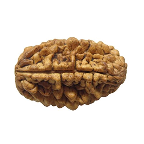 Rudraksha 1 and 2 Mukhi Indian RUDRAKSHA 100% Original & Certified RUDRAKSHA by Arihant Gems and Jewels