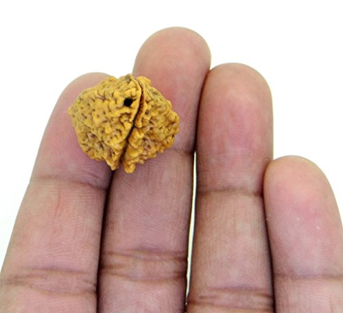 Rudraksha 1 and 2 Mukhi Indian RUDRAKSHA 100% Original & Certified RUDRAKSHA by Arihant Gems and Jewels