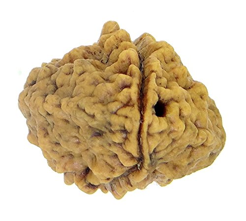 Rudraksha 1 and 2 Mukhi Indian RUDRAKSHA 100% Original & Certified RUDRAKSHA by Arihant Gems and Jewels