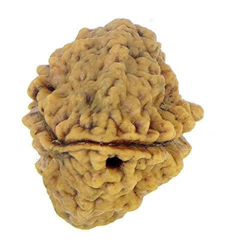 Rudraksha 1 and 2 Mukhi Indian RUDRAKSHA 100% Original & Certified RUDRAKSHA by Arihant Gems and Jewels