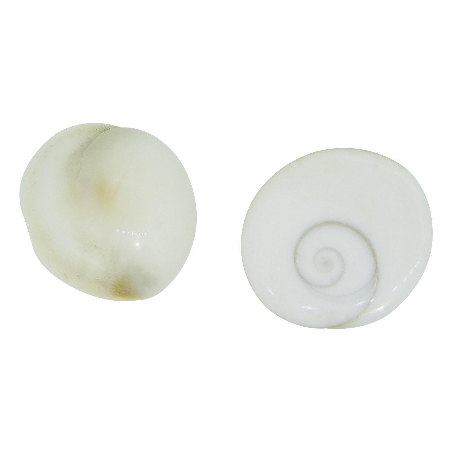 ARIHANT GEMS & JEWELS White Gomathi Natural Gomti Chakra Astrological Gemstone 21 Pieces for spiritual and protective use