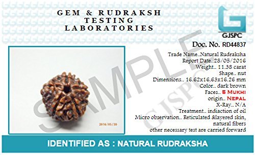 4 Mukhi NEPALI RUDRAKSHA / Four Faced RUDRAKSHA 100% Original & Certified (4 MUKHI RUDRAKSHA)