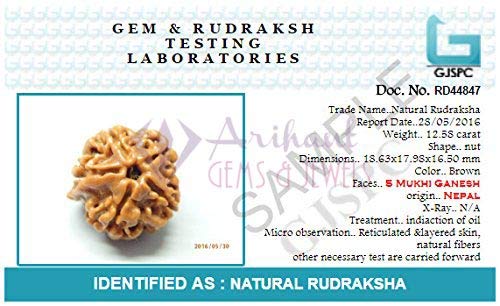 5 Mukhi NEPALI RUDRAKSHA  Five Faced RUDRAKSHA 100 Original  Certified   5 MUKHI RUDRAKSHA