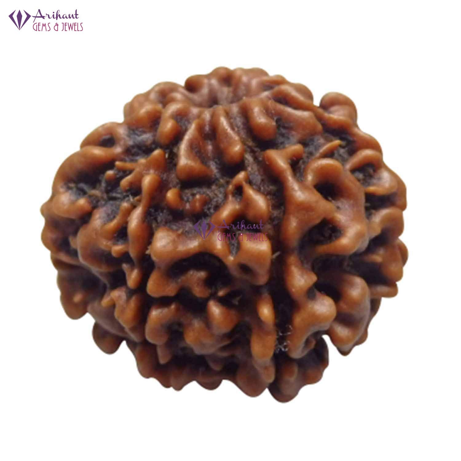 7 Mukhi NEPALI RUDRAKSHA  Seven Faced RUDRAKSHA 100 Original  Certified   7 MUKHI RUDRAKSHA