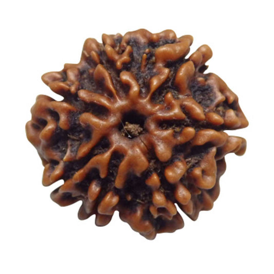 7 Mukhi NEPALI RUDRAKSHA  Seven Faced RUDRAKSHA 100 Original  Certified   7 MUKHI RUDRAKSHA