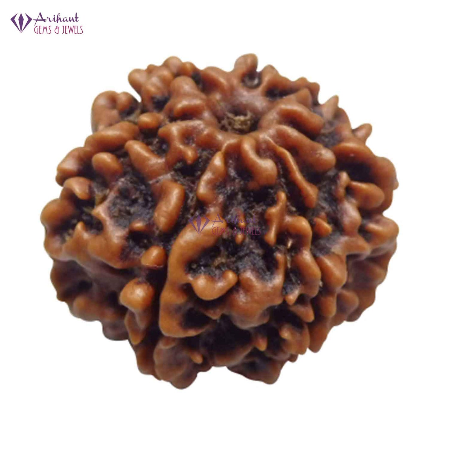 7 Mukhi NEPALI RUDRAKSHA Seven Faced RUDRAKSHA 100 Original Certified 7 MUKHI RUDRAKSHA
