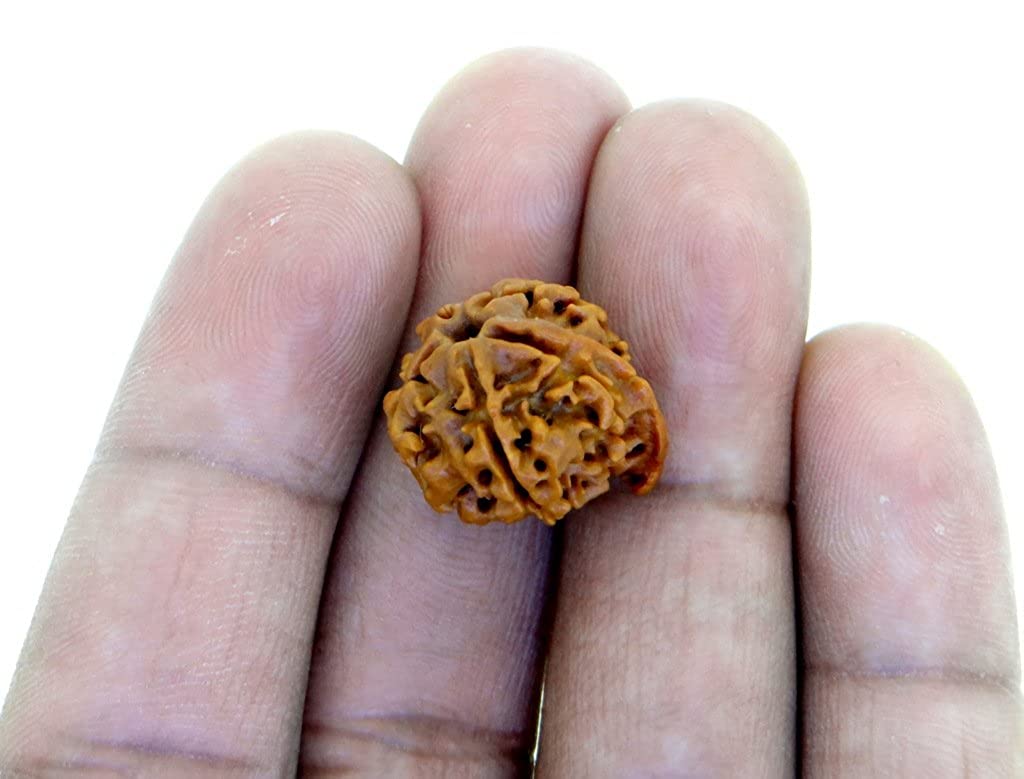 Arihant Gems and Jewels Rudraksha 5 Mukhi Ganesh JI Nepali RUDRAKSHA Certified