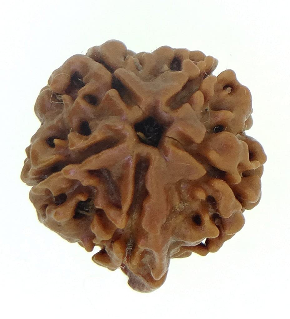 Arihant Gems and Jewels Rudraksha 5 Mukhi Ganesh JI Nepali RUDRAKSHA Certified