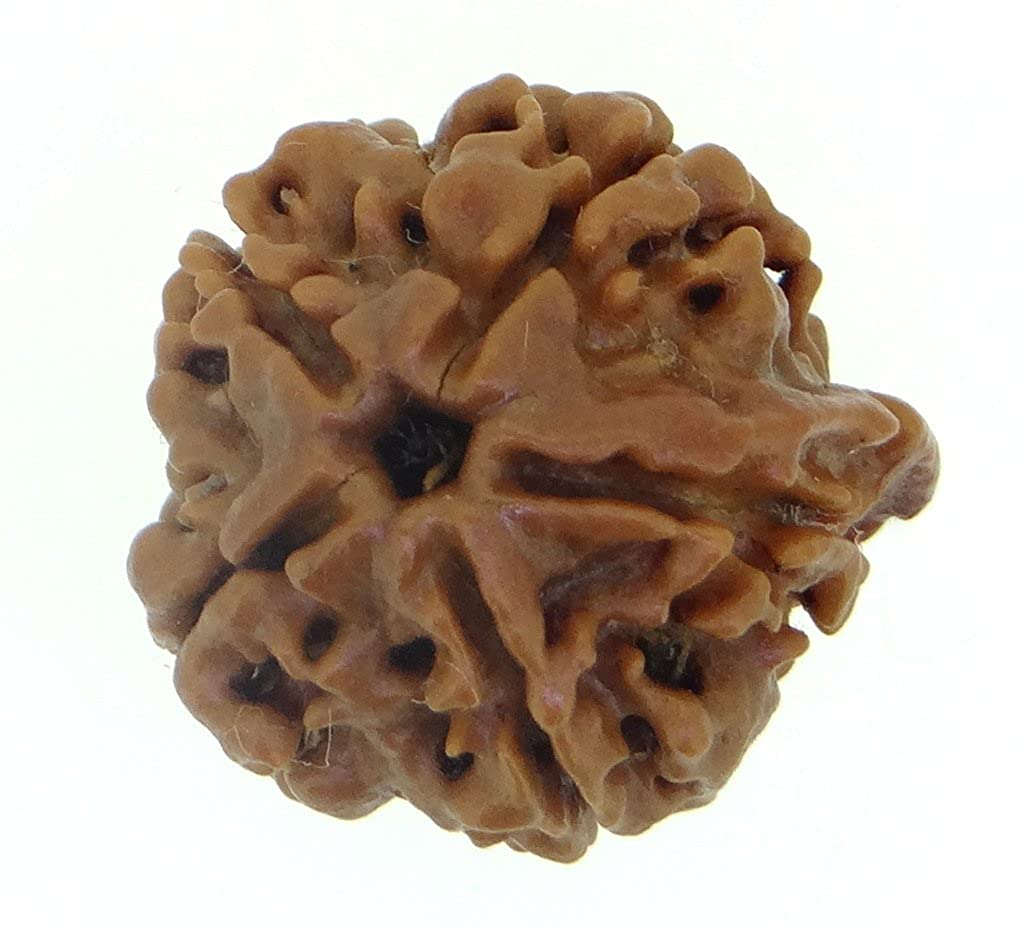 Arihant Gems and Jewels Rudraksha 5 Mukhi Ganesh JI Nepali RUDRAKSHA Certified