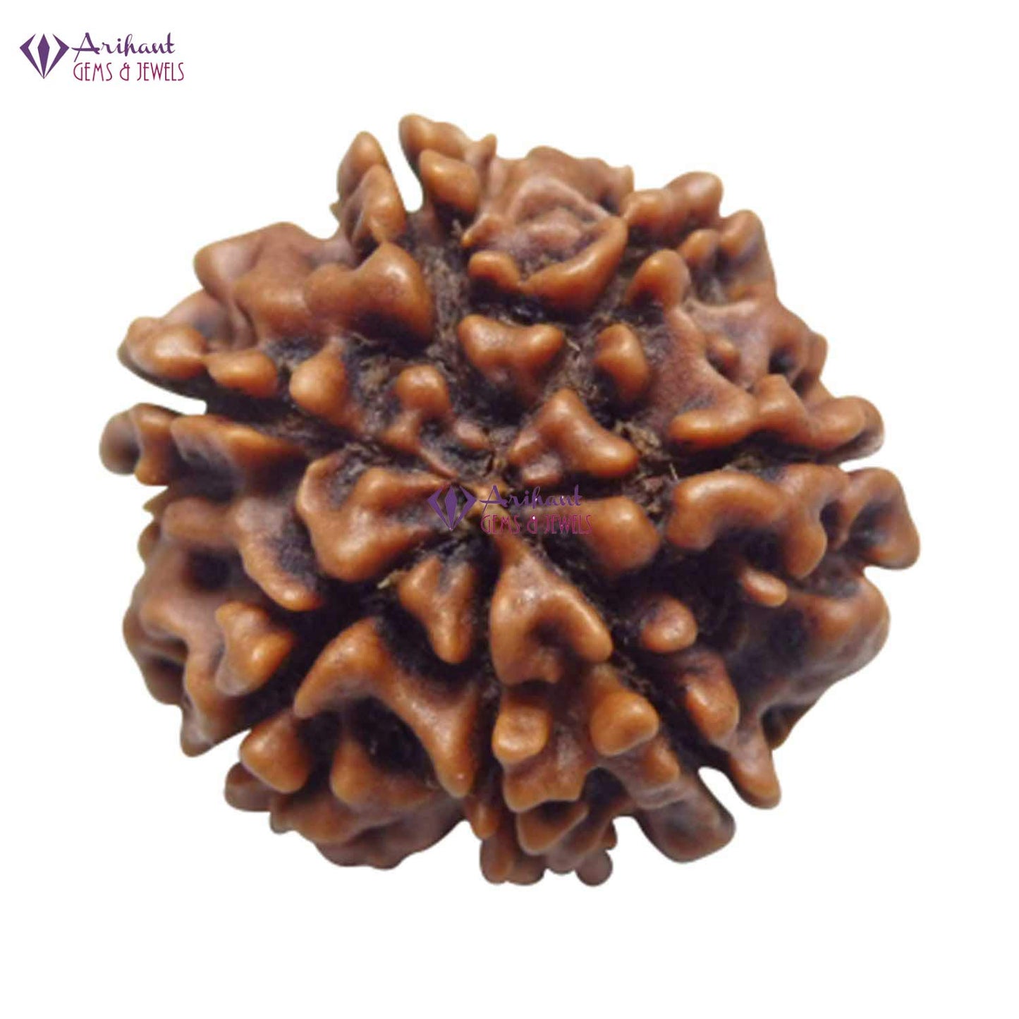 7 Mukhi NEPALI RUDRAKSHA Seven Faced RUDRAKSHA 100 Original Certified 7 MUKHI RUDRAKSHA