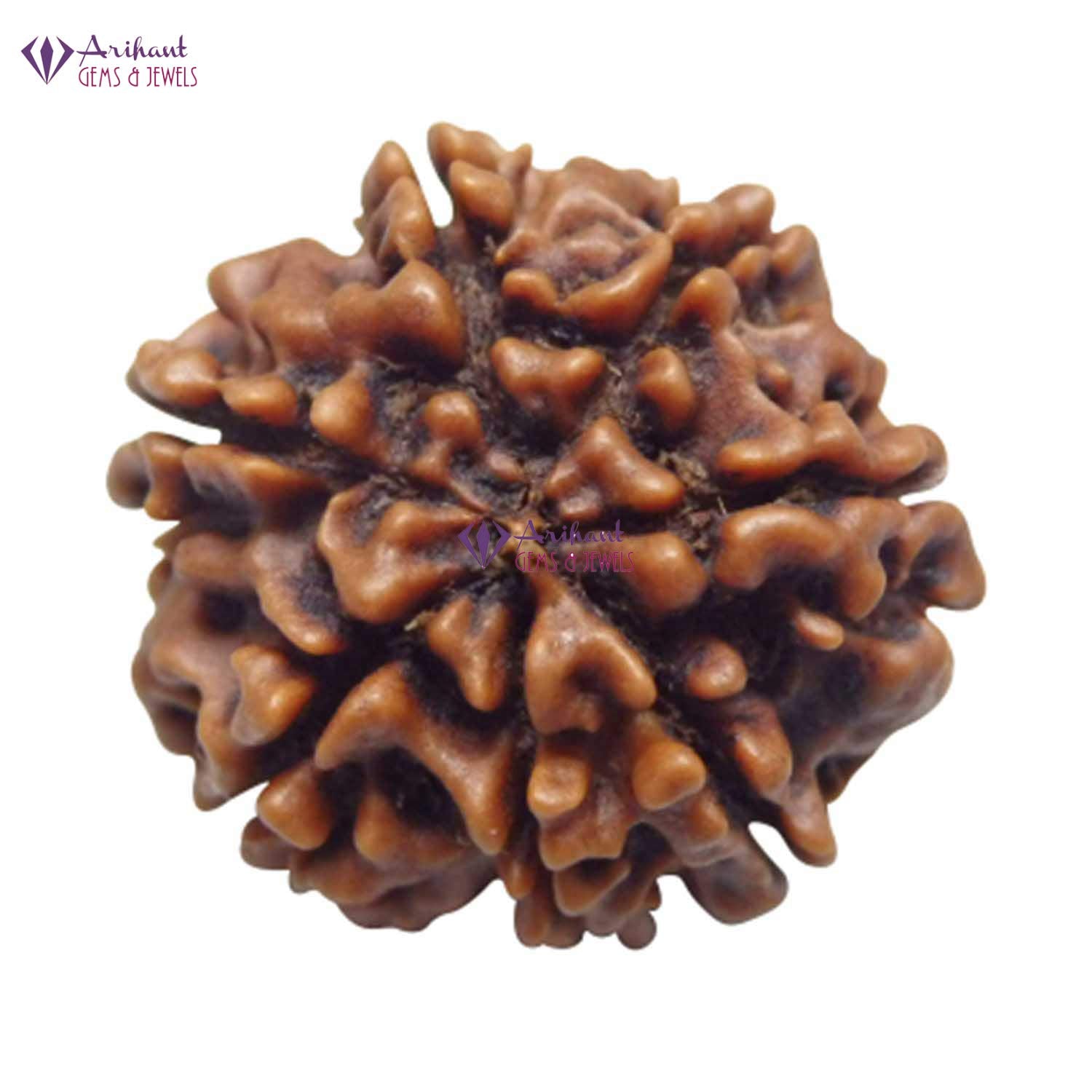 7 Mukhi NEPALI RUDRAKSHA  Seven Faced RUDRAKSHA 100 Original  Certified   7 MUKHI RUDRAKSHA