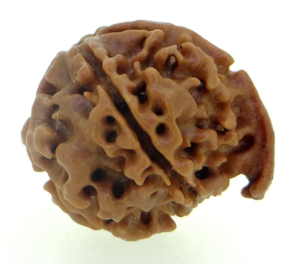 Arihant Gems and Jewels Rudraksha 5 Mukhi Ganesh JI Nepali RUDRAKSHA Certified
