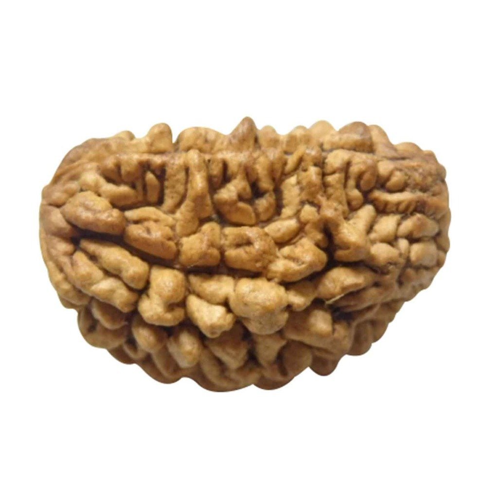 Rudraksha 1 and 2 Mukhi Indian RUDRAKSHA 100% Original & Certified RUDRAKSHA by Arihant Gems and Jewels