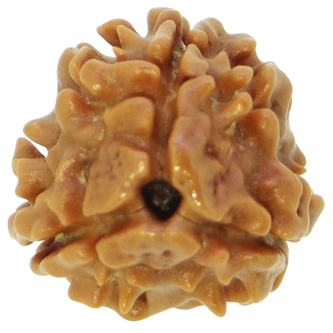ARIHANT GEMS & JEWELS 3 Mukhi Nepali Rudraksha (Brown)