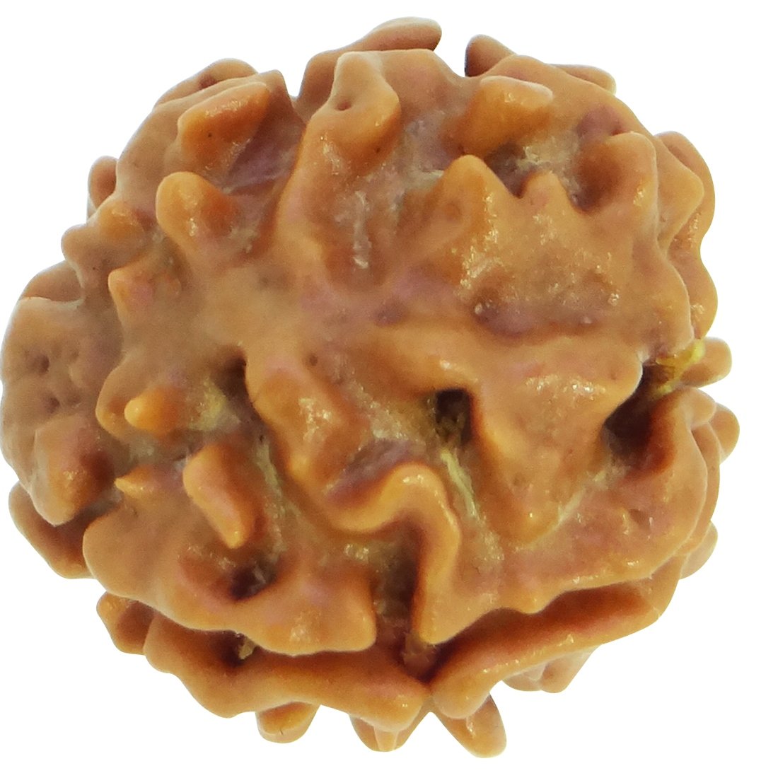 ARIHANT GEMS & JEWELS 3 Mukhi Nepali Rudraksha (Brown)
