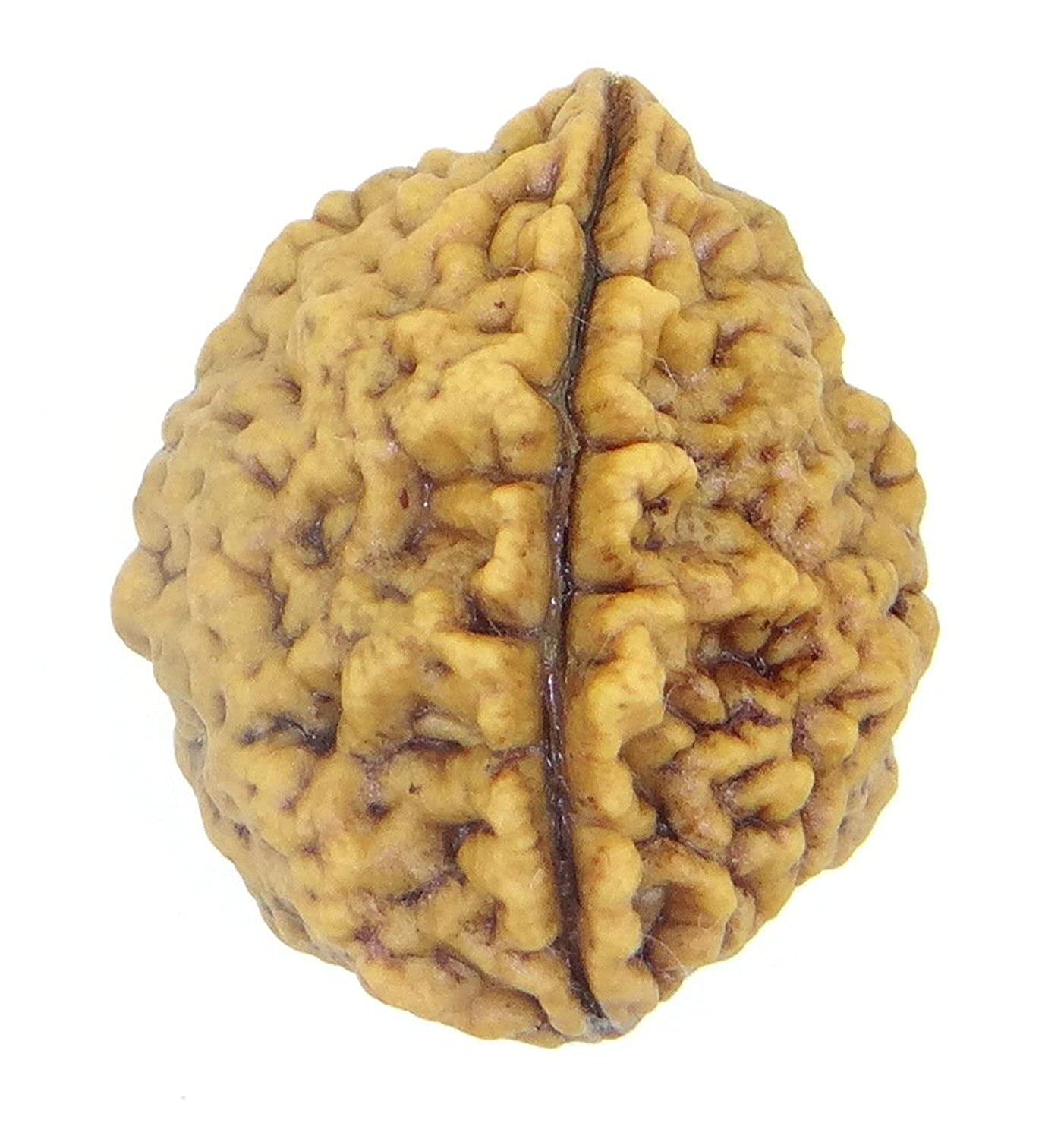 Rudraksha 1 and 2 Mukhi Indian RUDRAKSHA 100% Original & Certified RUDRAKSHA by Arihant Gems and Jewels