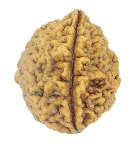Rudraksha 1 and 2 Mukhi Indian RUDRAKSHA 100% Original & Certified RUDRAKSHA by Arihant Gems and Jewels