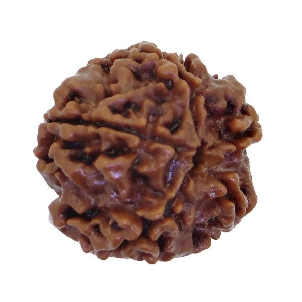 5 Mukhi NEPALI RUDRAKSHA  Five Faced RUDRAKSHA 100 Original  Certified   5 MUKHI RUDRAKSHA