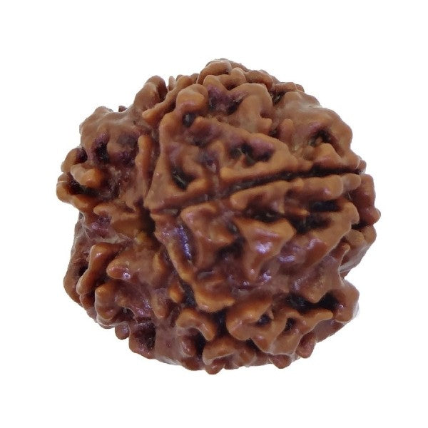 5 Mukhi NEPALI RUDRAKSHA  Five Faced RUDRAKSHA 100 Original  Certified   5 MUKHI RUDRAKSHA