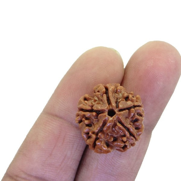 5 Mukhi NEPALI RUDRAKSHA  Five Faced RUDRAKSHA 100 Original  Certified   5 MUKHI RUDRAKSHA