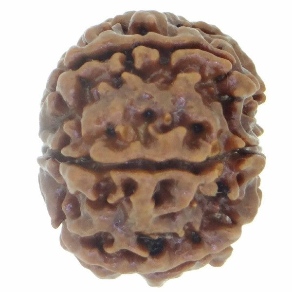 6 Mukhi NEPALI RUDRAKSHA / Six Faced RUDRAKSHA 100% Original & Certified (6 MUKHI RUDRAKSHA)