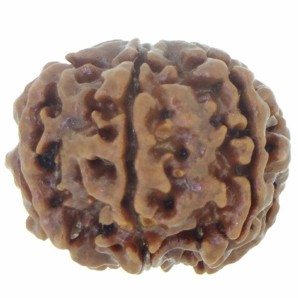 6 Mukhi NEPALI RUDRAKSHA / Six Faced RUDRAKSHA 100% Original & Certified (6 MUKHI RUDRAKSHA)