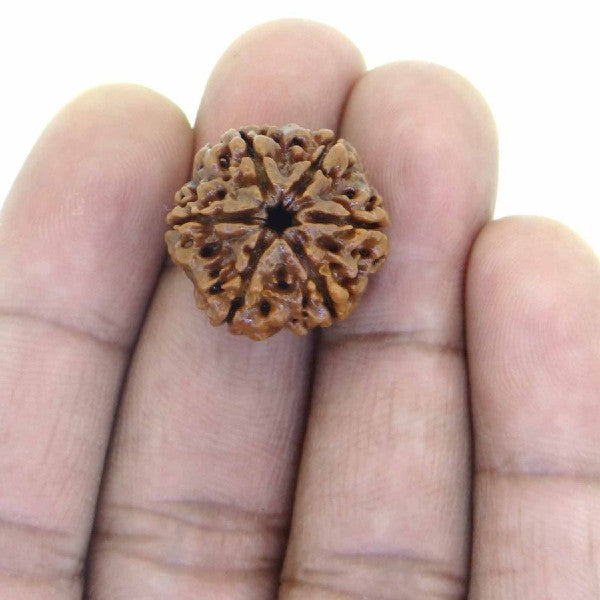 6 Mukhi NEPALI RUDRAKSHA / Six Faced RUDRAKSHA 100% Original & Certified (6 MUKHI RUDRAKSHA)