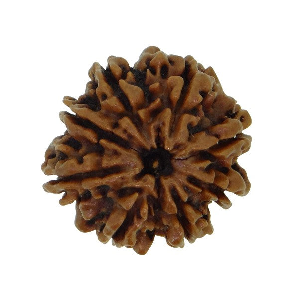 8 Mukhi NEPALI RUDRAKSHA / Eight Faced RUDRAKSHA 100% Original & Certified ( 8 MUKHI RUDRAKSHA)