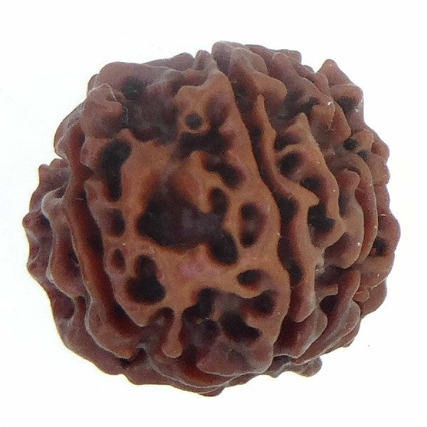 8 Mukhi NEPALI RUDRAKSHA / Eight Faced RUDRAKSHA 100% Original & Certified ( 8 MUKHI RUDRAKSHA)