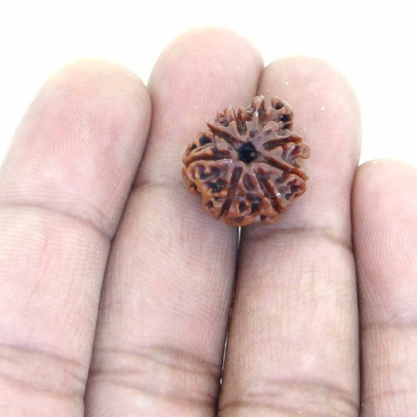 8 Mukhi NEPALI RUDRAKSHA / Eight Faced RUDRAKSHA 100% Original & Certified ( 8 MUKHI RUDRAKSHA)