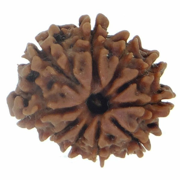 10 Mukhi NEPALI RUDRAKSHA / Ten Faced RUDRAKSHA 100% Original & Certified (10 MUKHI RUDRAKSHA)