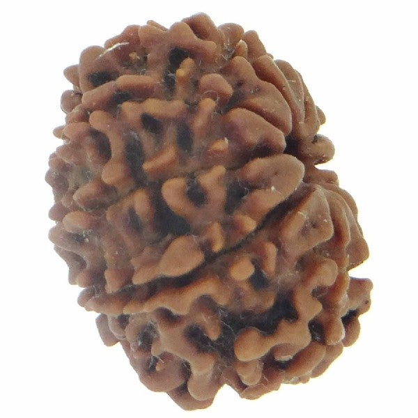 10 Mukhi NEPALI RUDRAKSHA / Ten Faced RUDRAKSHA 100% Original & Certified (10 MUKHI RUDRAKSHA)