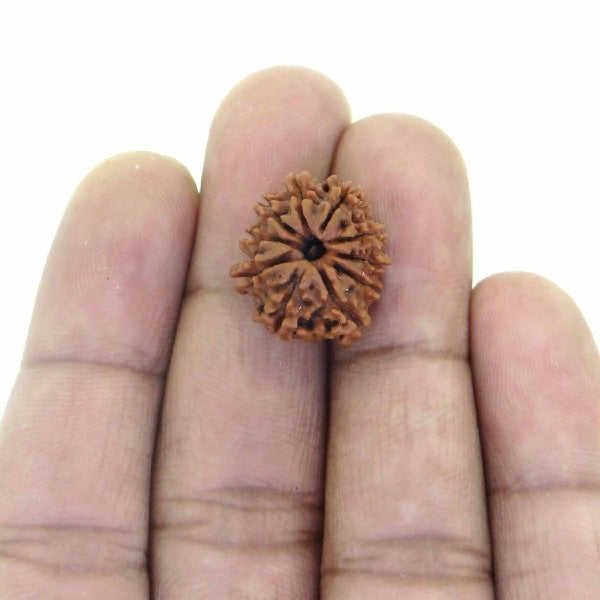 10 Mukhi NEPALI RUDRAKSHA / Ten Faced RUDRAKSHA 100% Original & Certified (10 MUKHI RUDRAKSHA)