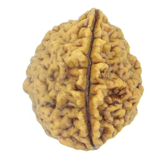 2 Mukhi INDIA RUDRAKSHA / Two Faced RUDRAKSHA 100% Original & Certified  (2 MUKHI RUDRAKSHA)