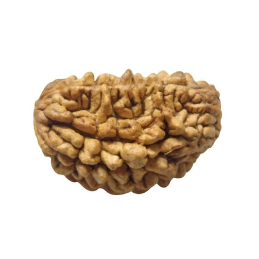 1 Mukhi India RUDRAKSHA 100% Original & Certified half moon shaped brown one faced rudraksha seed