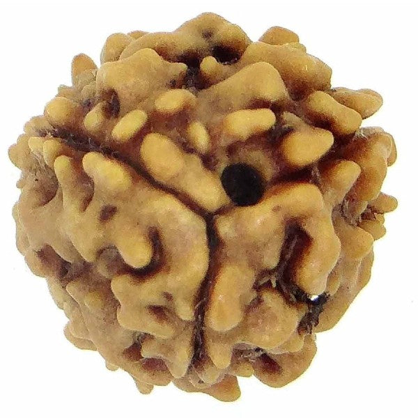 3 Mukhi INDIA RUDRAKSHA / Three Faced RUDRAKSHA 100% Original & Certified (3 MUKHI RUDRAKSHA)