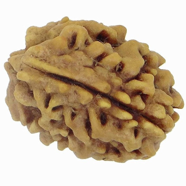3 Mukhi INDIA RUDRAKSHA / Three Faced RUDRAKSHA 100% Original & Certified (3 MUKHI RUDRAKSHA)