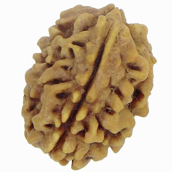 3 Mukhi INDIA RUDRAKSHA / Three Faced RUDRAKSHA 100% Original & Certified (3 MUKHI RUDRAKSHA)