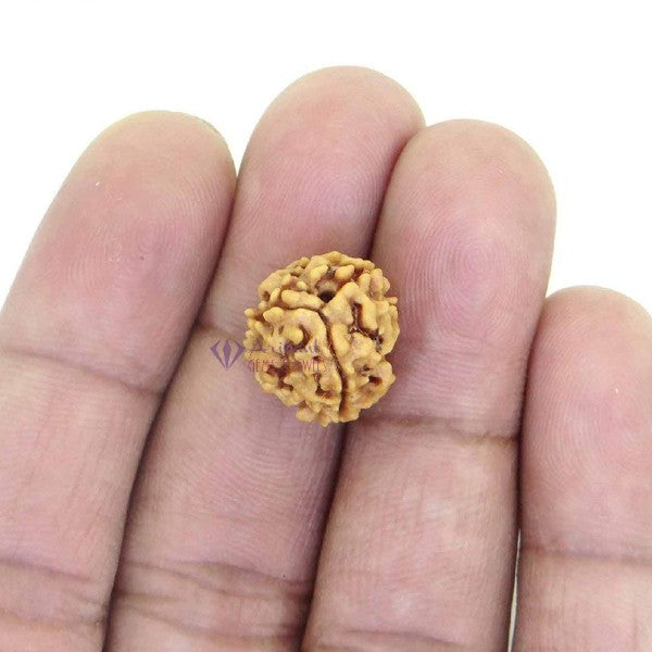 3 Mukhi INDIA RUDRAKSHA / Three Faced RUDRAKSHA 100% Original & Certified (3 MUKHI RUDRAKSHA)
