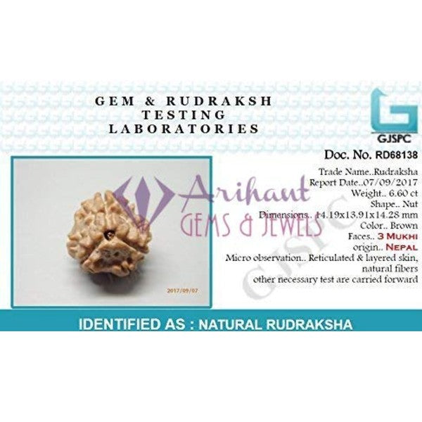 3 Mukhi INDIA RUDRAKSHA / Three Faced RUDRAKSHA 100% Original & Certified (3 MUKHI RUDRAKSHA)