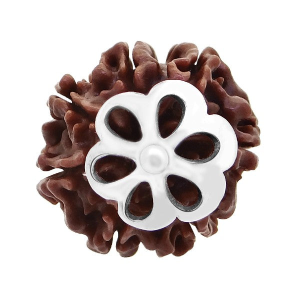 7 Mukhi NEPALI RUDRAKSHA SILVER 925 PENDANT Seven Faced RUDRAKSHA 100 Original Certified