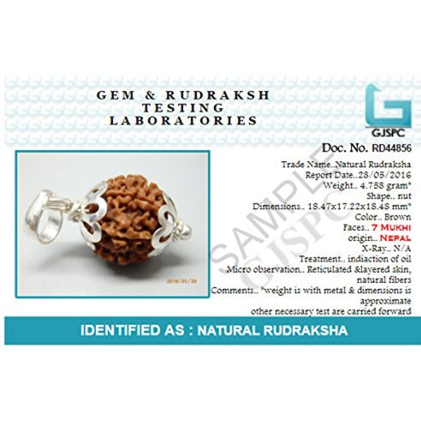 7 Mukhi NEPALI RUDRAKSHA SILVER 925 PENDANT Seven Faced RUDRAKSHA 100 Original Certified
