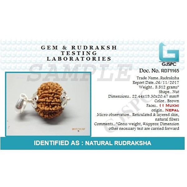 11 Mukhi NEPALI RUDRAKSHA SILVER 925 PENDANT / Eleven Faced RUDRAKSHA 100% Original & Certified