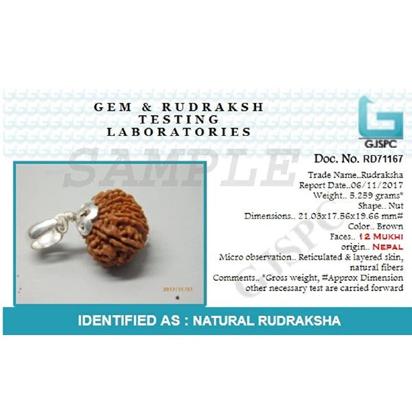 12 Mukhi NEPALI RUDRAKSHA SILVER 925 PENDANT / Twelve Faced RUDRAKSHA 100% Original & Certified