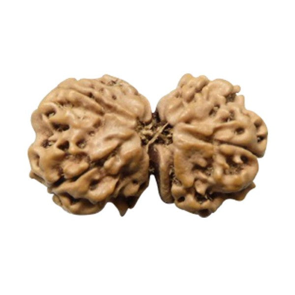 8 Mukhi  GAURI SHANKER NEPALI RUDRAKSHA 100% Original & Certified