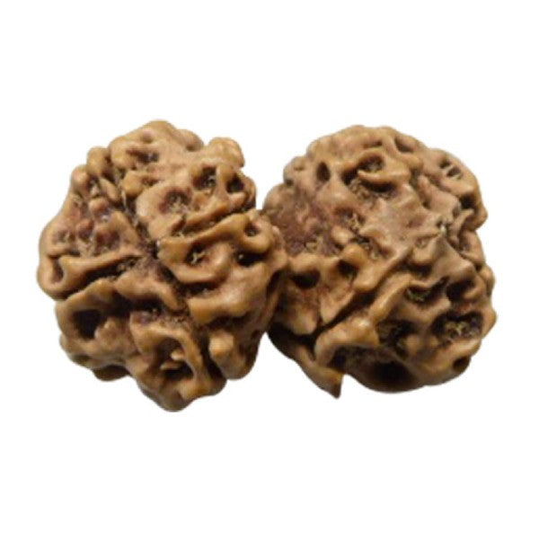 8 Mukhi  GAURI SHANKER NEPALI RUDRAKSHA 100% Original & Certified