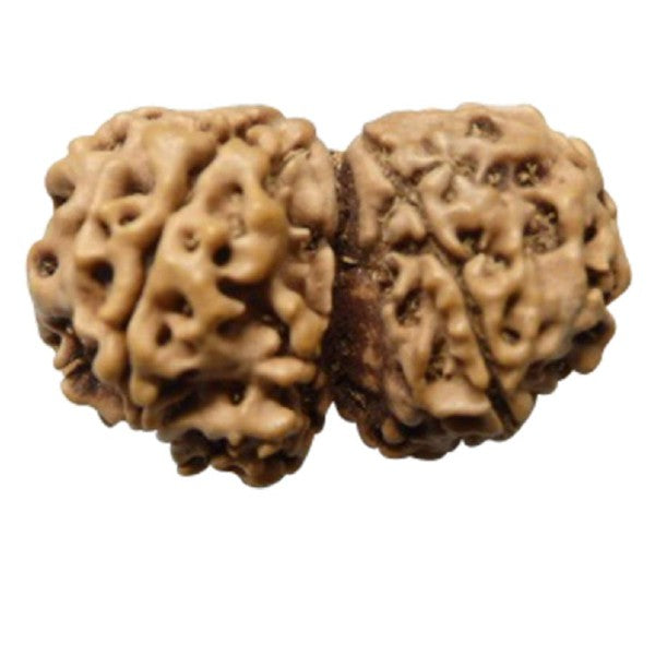 8 Mukhi  GAURI SHANKER NEPALI RUDRAKSHA 100% Original & Certified
