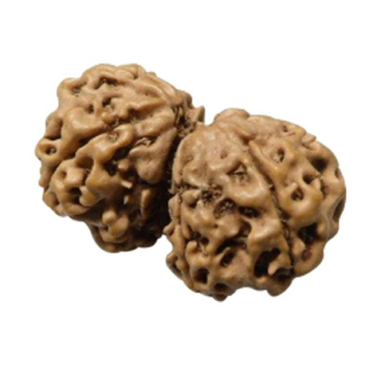 8 Mukhi  GAURI SHANKER NEPALI RUDRAKSHA 100% Original & Certified
