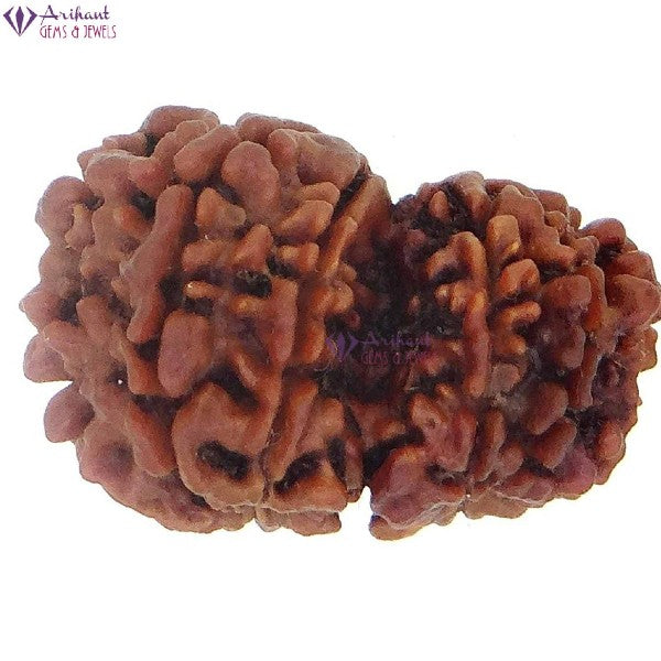 10 Mukhi GAURI SHANKER NEPALI RUDRAKSHA 100% Original & Certified